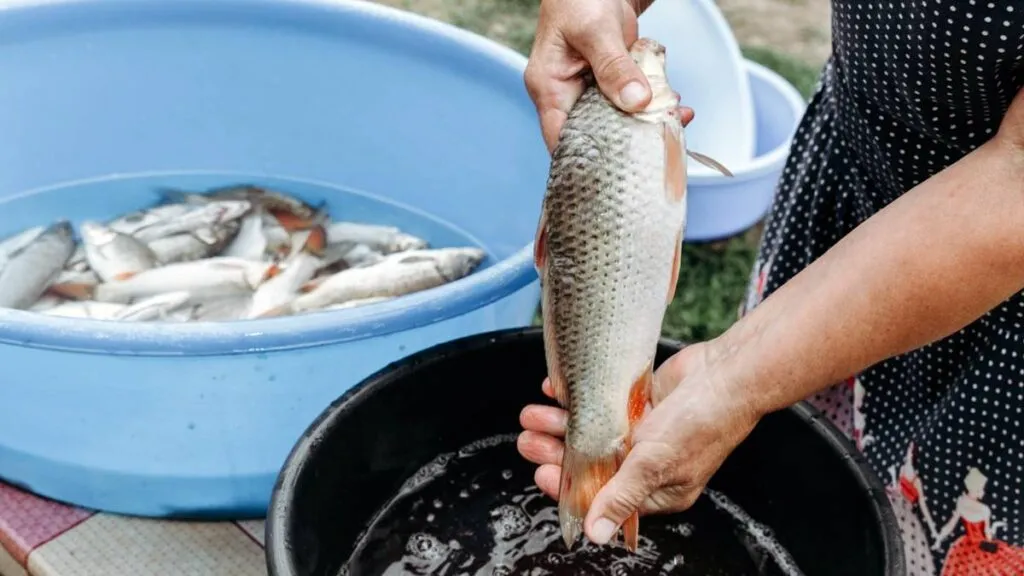 Edomex produce más de 4 mil toneladas de pescado para Cuaresma