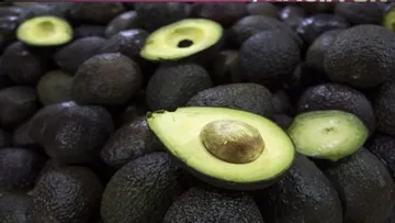 Presiones de agricultores frenan certificación de aguacate a Estados Unidos