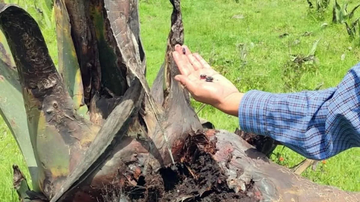 Plaga devasta plantíos de maguey en Ixtapaluca