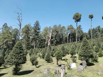 Productores de árboles de navidad buscan el “milagro navideño”