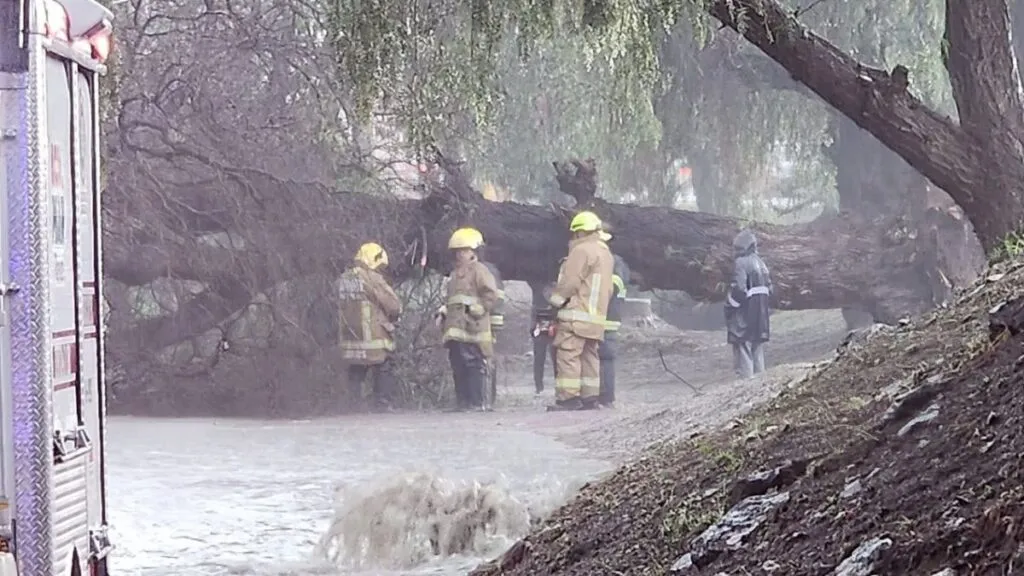 Tormenta derriba ocho árboles en Acolman