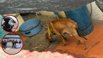 Hallan restos durante rescate en una veterinaria clandestina de Ecatepec
