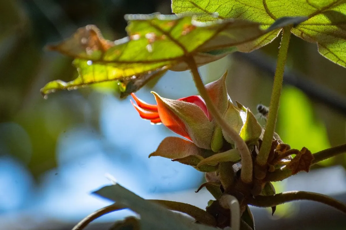 Guardianes del Árbol de las Manitas, un legado familiar