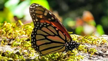 Se esperan 30 millones de mariposas monarca en Atlautla