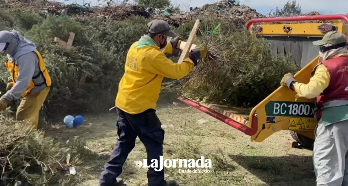 Edomex: Dan sustentabilidad ecológica a árboles de navidad