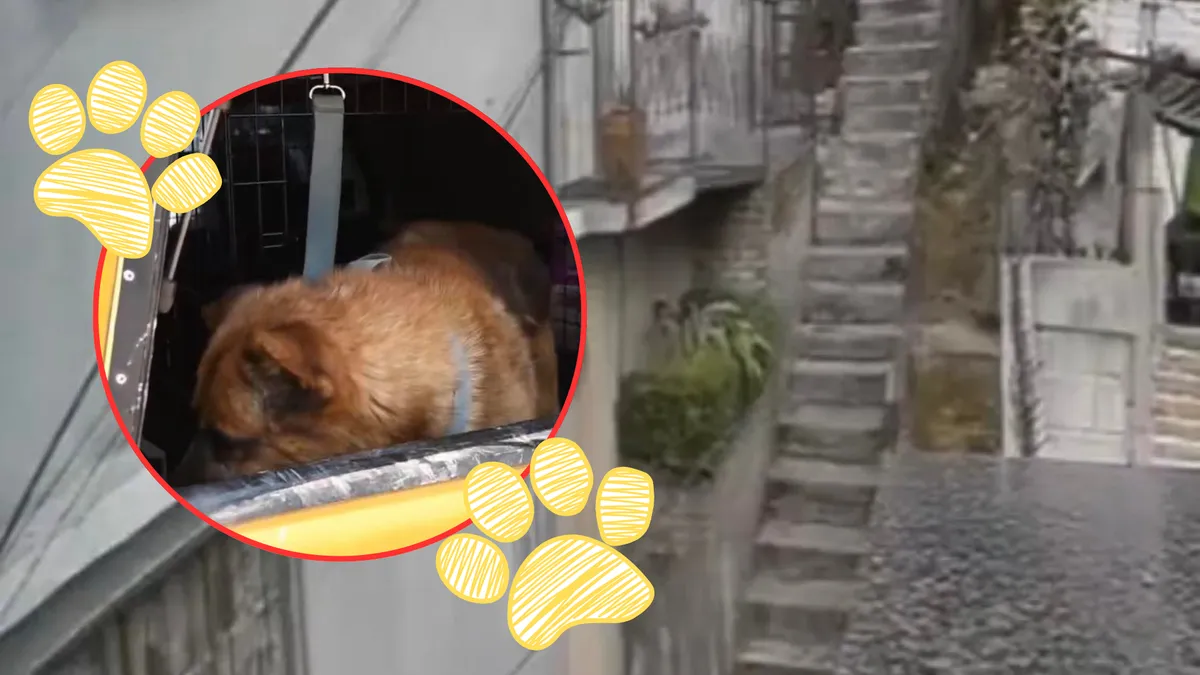 Rescatan a perrito arrojado por escaleras en Naucalpan [VIDEO]