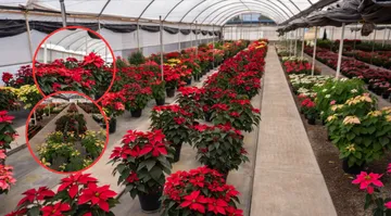 Nuevas variedades mexicanas de Nochebuena serán reveladas en Chapingo