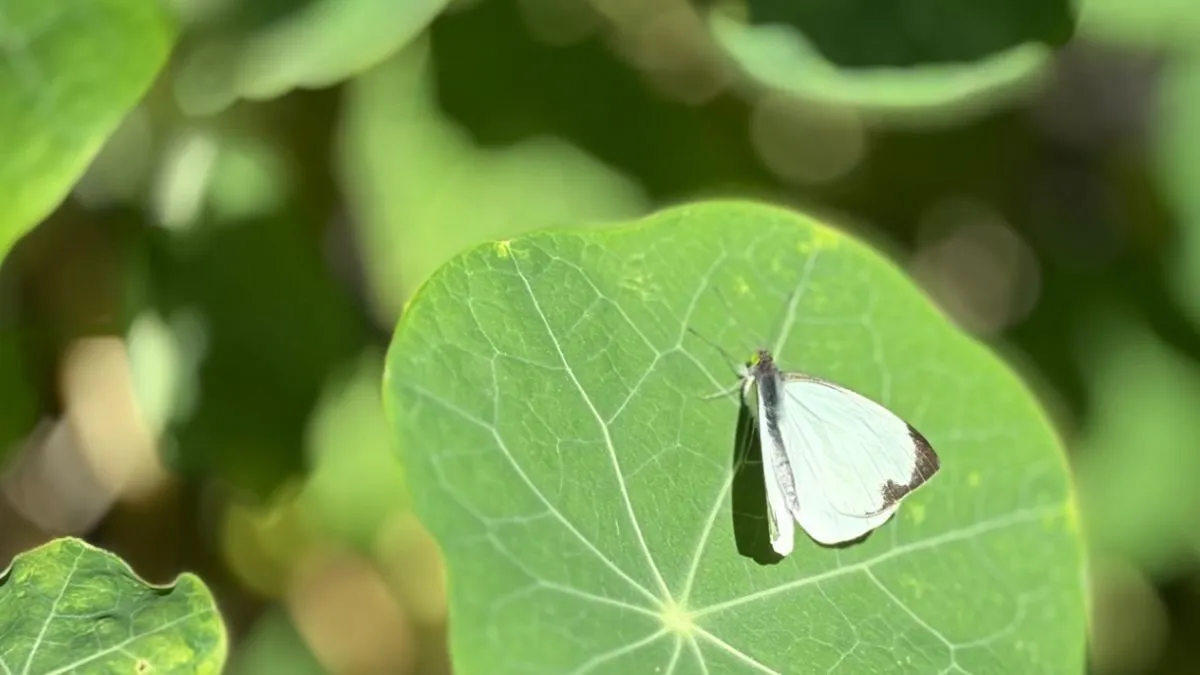 ¡Mariposas en Ecatepec! En el Parque Ehécatl puedes visitarlas. Aquí los detalles