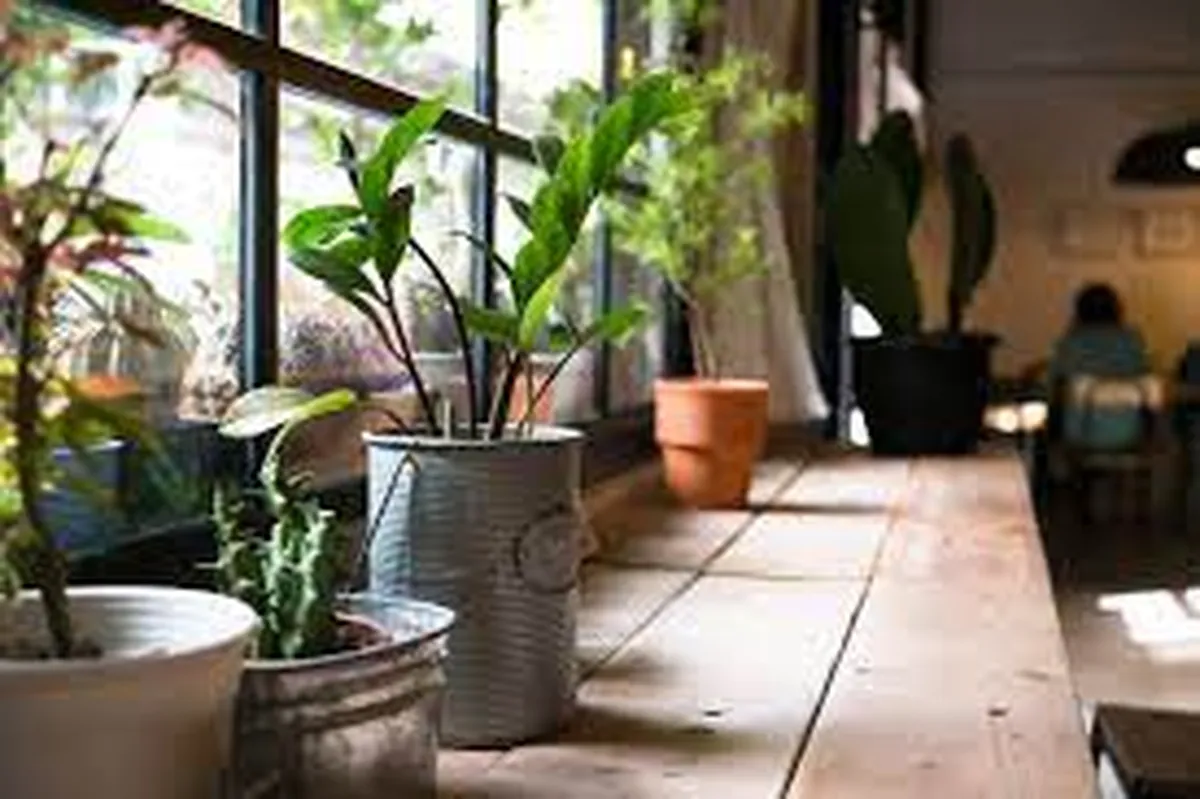 Tener plantas en casa es saludable para la salud física y mental