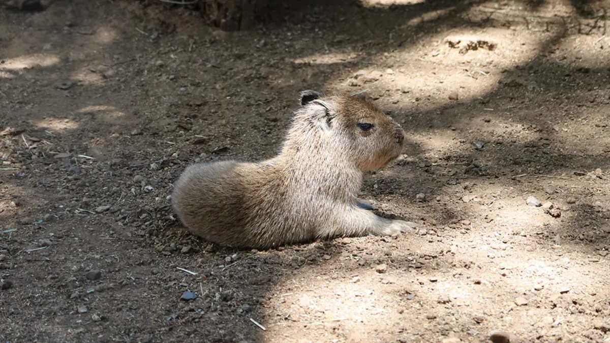 El nacimiento de este capibara es especialmente significativo, ya que la especie se reproduce con éxito cuando se adapta a un hábitat adecuado.