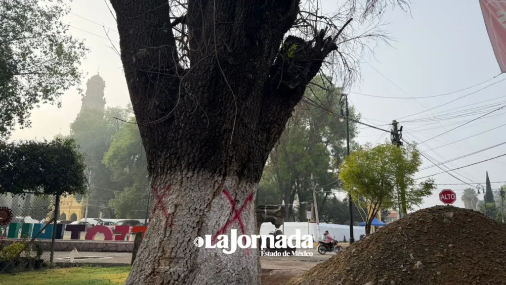 Derriban árboles enfermos en Teotihuacán