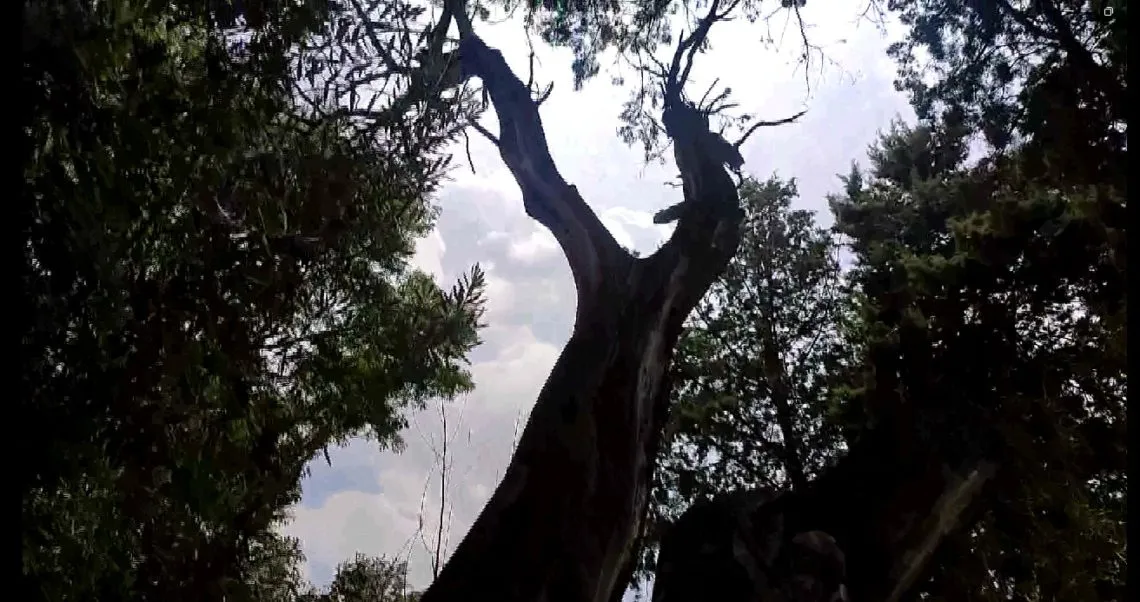 Cultivo de olivo en Chimalhuacán, tesoro en medio de la mancha urbana