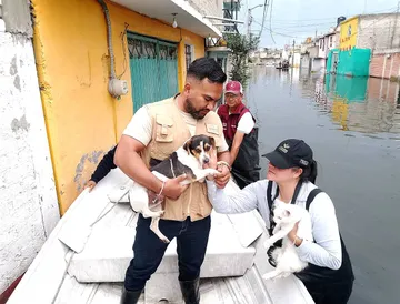 Delfina Gómez Álvarez envía brigadas de bienestar animal a Chalco