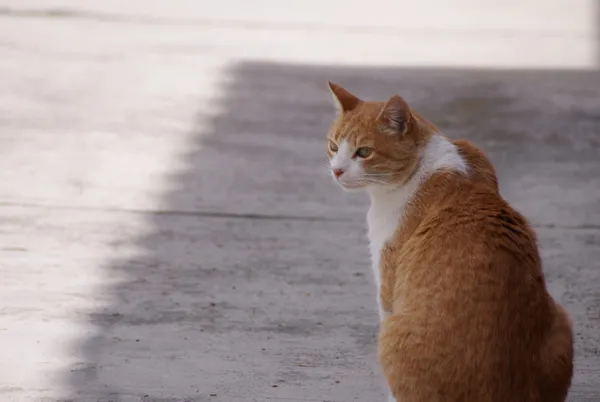 Perros y gatos son especialmente vulnerables, pues no sudan como los humanos, lo que dificulta su enfriamiento natural.