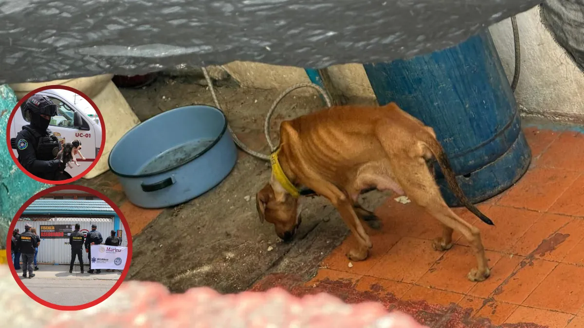 Hallan restos durante rescate en una veterinaria clandestina de Ecatepec