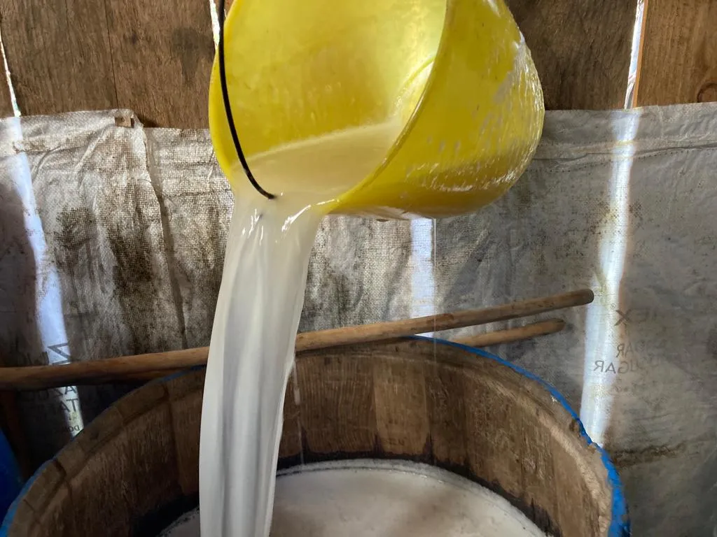 Don Armando sale a raspar los magueyes todos los días