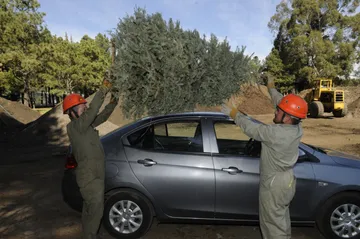 La campaña de acopio de árboles de navidad estará vigente hasta marzo.