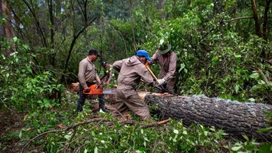 Jocotitlán: Protegen Cerro de Xocotépetl; intervienen 34.9 hectáreas
