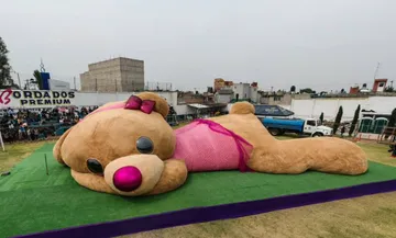 oso más grande del mundo