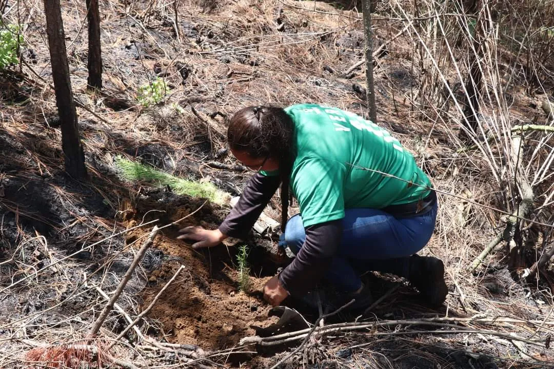 Chalco: incendios forestales consumieron 100 hectáreas de bosque
