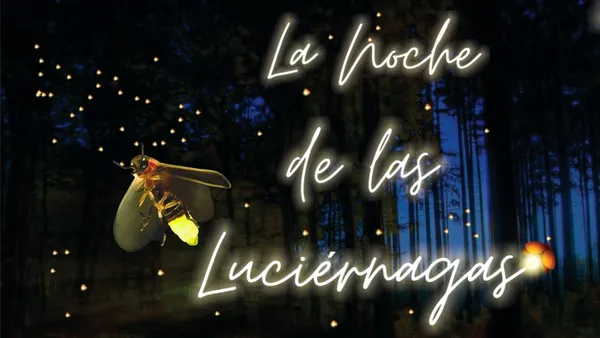 El Parque El Ocotal en Chalco se ilumina cada noche con el brillante cortejo de las luciérnagas durante su temporada de avistamiento.