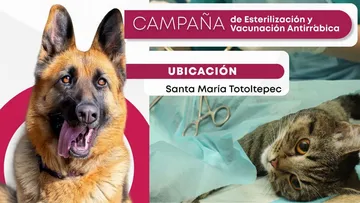 Santa María Totoltepec tendrá campaña de esterilización gratis este 19 de junio