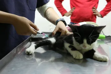 Toluca: Centro de Control y Bienestar Animal mantiene servicios durante vacaciones