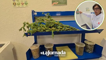 Etnia Náhuatl de Toluca busca certificar su medicina tradicional