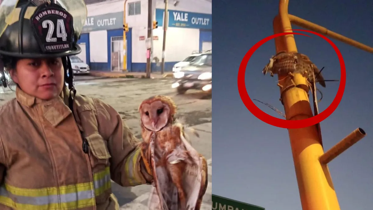 Bomberos rescatan a lechuza atrapada en un semáforo de Cuautitlán