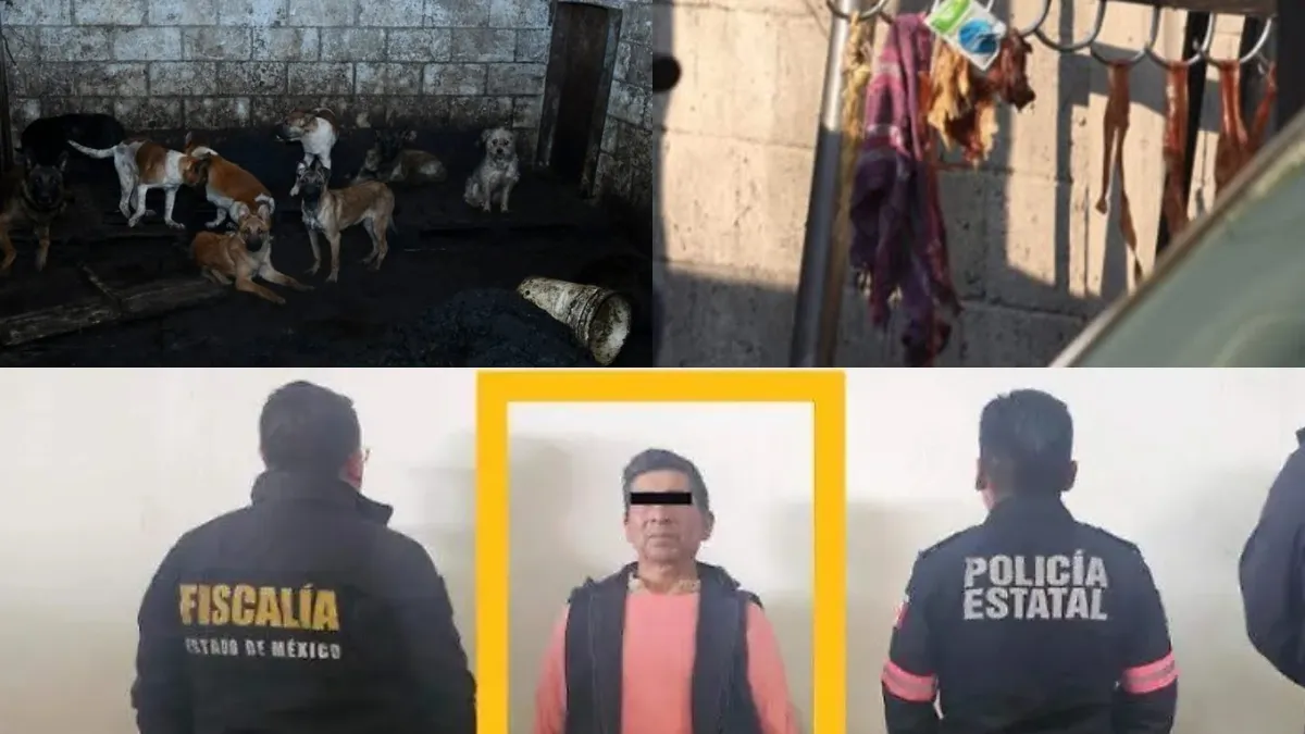 Un carnicero de Mexicaltzingo, Edomex, fue detenido y puesto en prisión preventiva por presunta venta de carne de perro tras un cateo donde hallaron 108 perros.