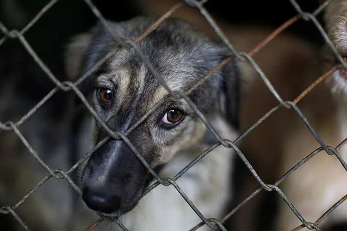 Edomex: Aumentan 30% casos de maltrato animal