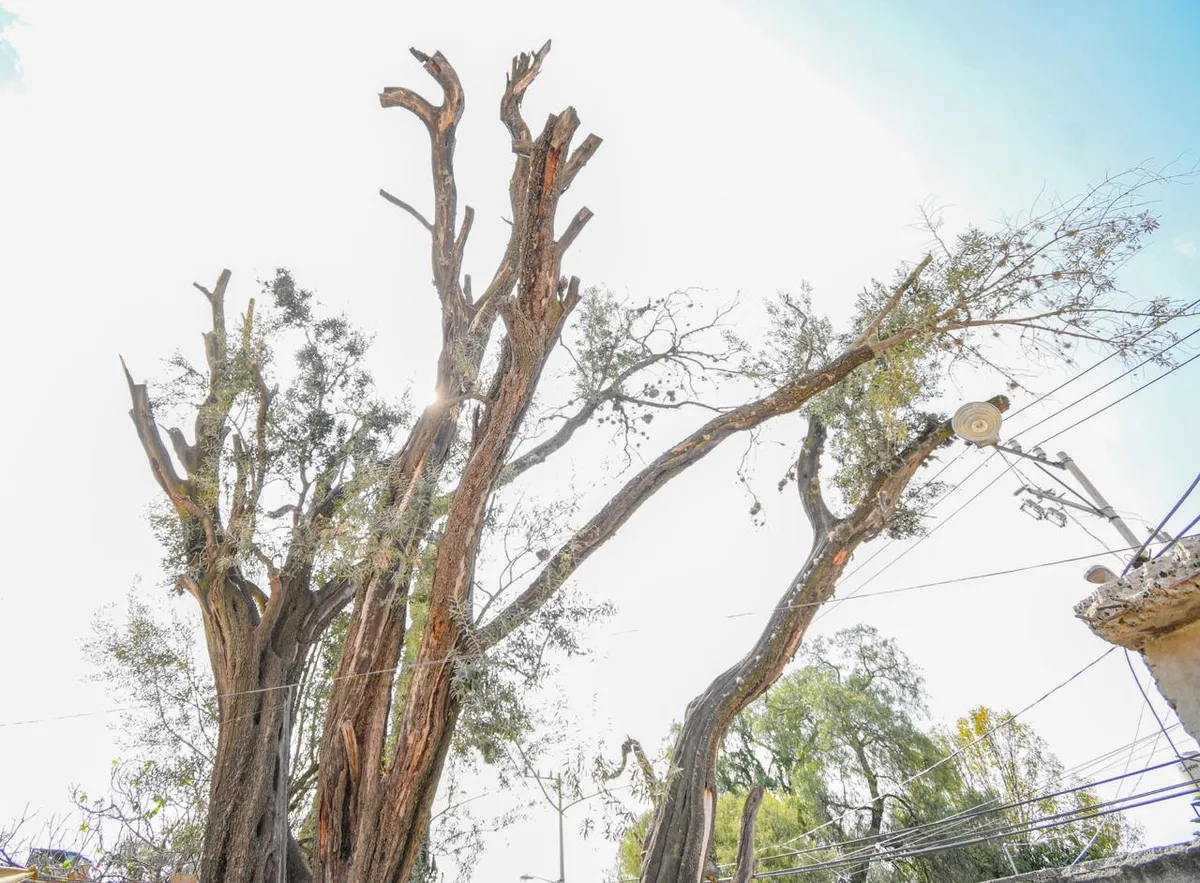 Chimalhuacán estará en la Ruta del Olivo en América