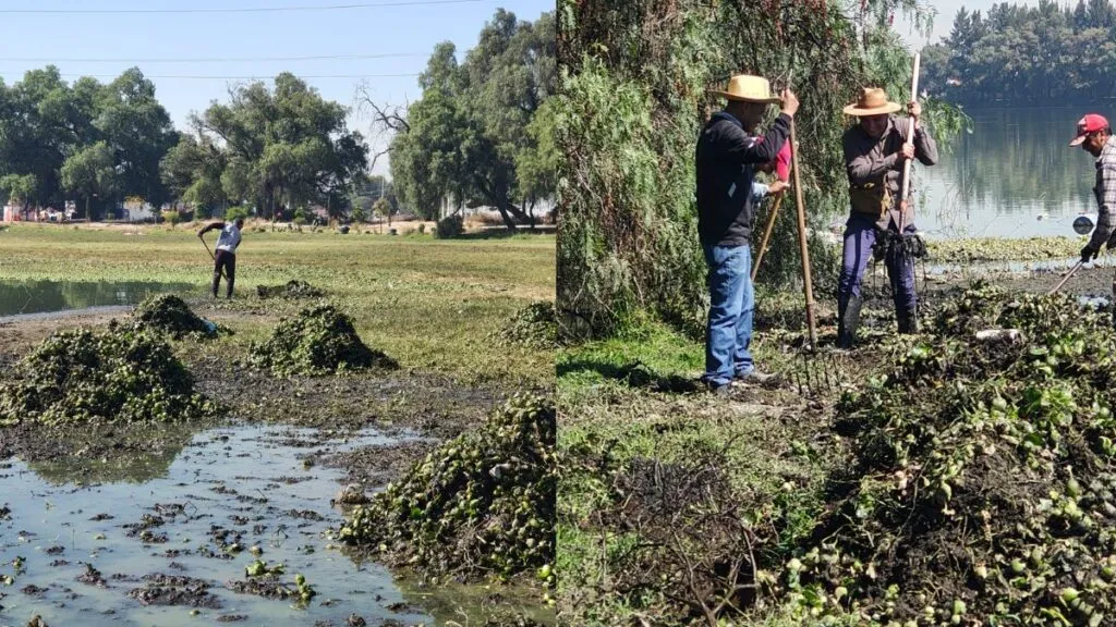 Vecinos de Axotlán combaten invasión de lirio acuático en la laguna