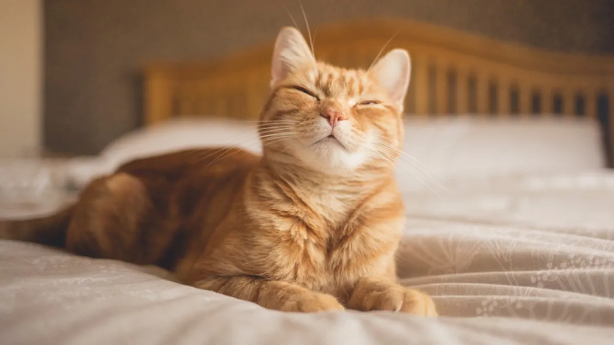 ¿Porque los gatos amasan?