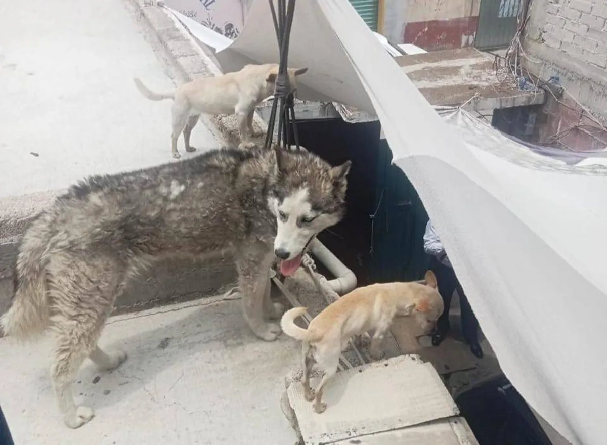 Edomex: PROPAEM rescata perros que sufrían maltrato