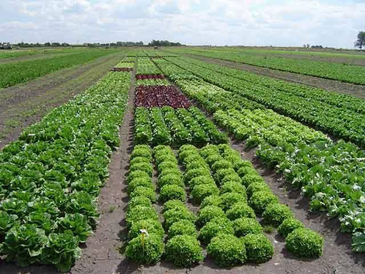 Edomex: Crece 25% agricultura orgánica