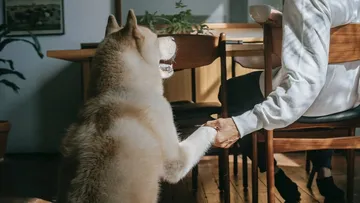 ¿Te gustaría certificar a tu perro como animal de apoyo emocional?