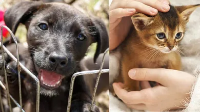 Adopción de mascotas en Jiquipilco