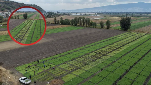 Plan de recuperación del campo es activado en Valle de Chalco