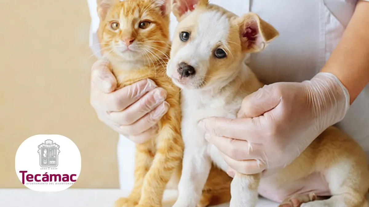 Jornada de Esterilización en Tecámac