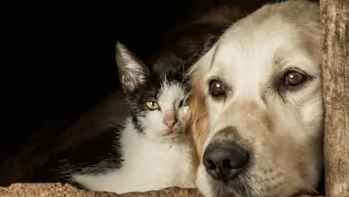 Campaña de esterilización y vacunación gratuita en Toluca