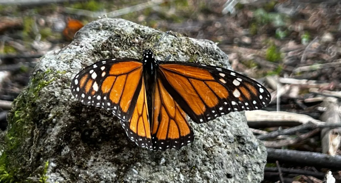 Tala de bosques y uso de agroquímicos ahuyenta a la Mariposa Monarca