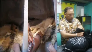 ”Manchas” es otra víctima de maltrato animal en Tecámac; hay un detenido