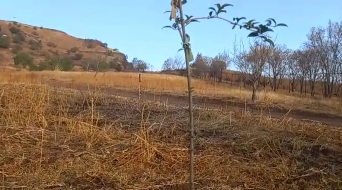 Zona Metropolitana del Valle de México dispone de 50 cm de área verde por habitante