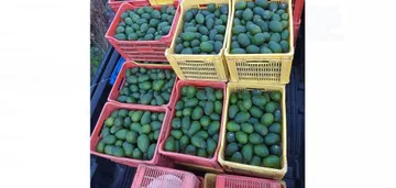 Mexiquenses buscan exportar aguacate a Dubai
