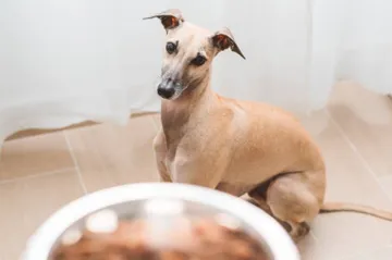 Estas son las frutas y verduras que SÍ puede comer tu mascota