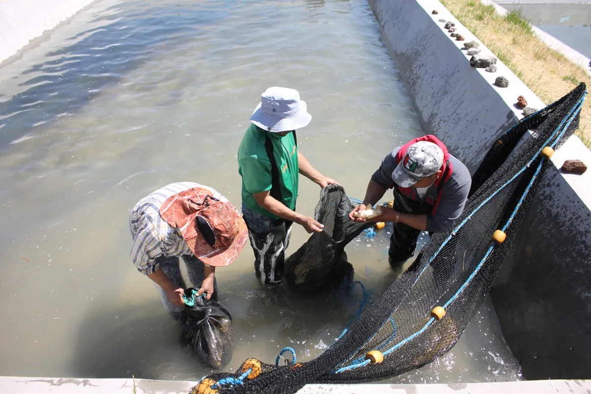 Carpa, el pez más abundante en los criaderos del Edomex