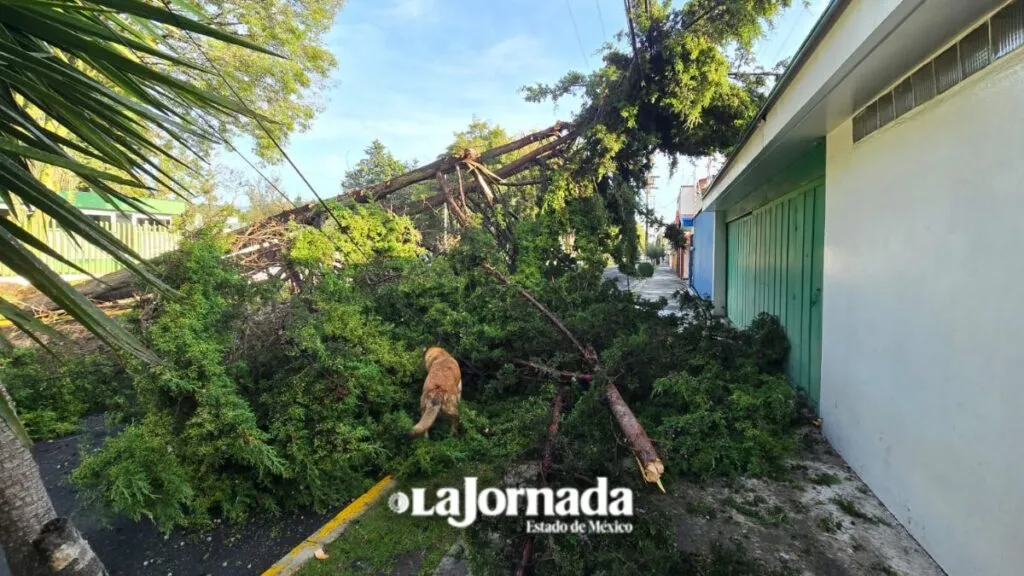 Árbol cae y provoca cierres viales en Colonia Universidad, Toluca