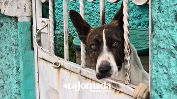Perros y gatos superan el número de menores de 14 años en el país