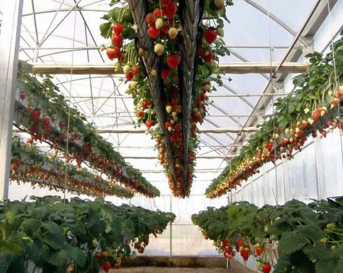 Fresa, un fruto que forma parte de la identidad de cultivo mexiquense